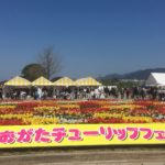 直方チューリップ祭りに行ってみました