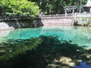 太陽の眩しい季節に別府弁天池へとリベンジで行ってきました