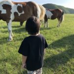 熊本県阿蘇市の草千里で、大きな馬を見に行こう