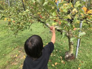 山口県下関市の梶山りんご園にりんご狩りに行きました